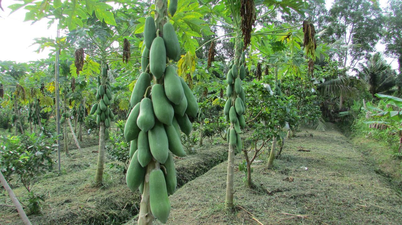 Orchard Fruit Farm Bungalow Phú Quốc Ngoại thất bức ảnh